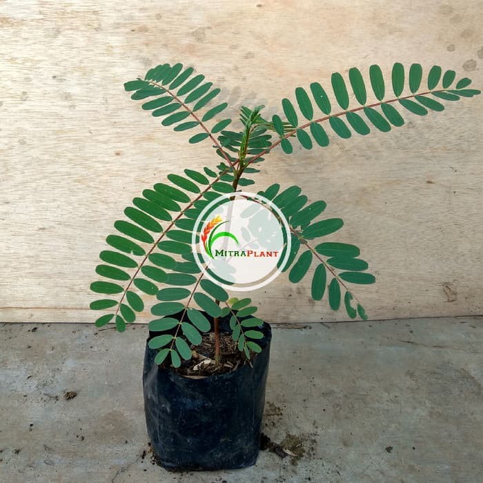 Bibit Tanaman Turi Merah Pohon Turi Merah Pohon Bunga Turi Merah