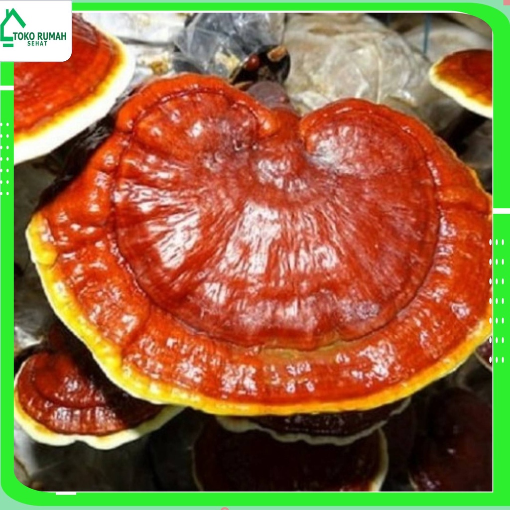 

JAMUR LINGZHI KERING 100 gr - Ganoderma Lucidum - MURNI