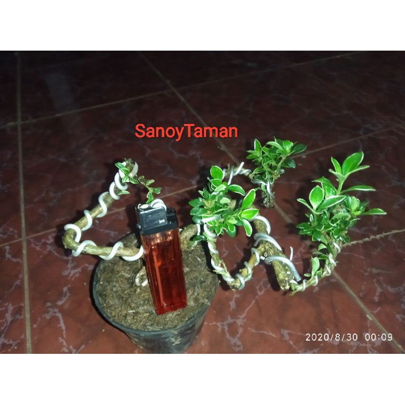 Tanaman hias Bonsai mame mirten-Bonsai mini mirten tanaman hias