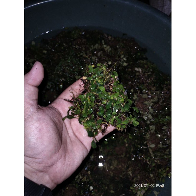 Buce Sp Mini Per ½ Kilo