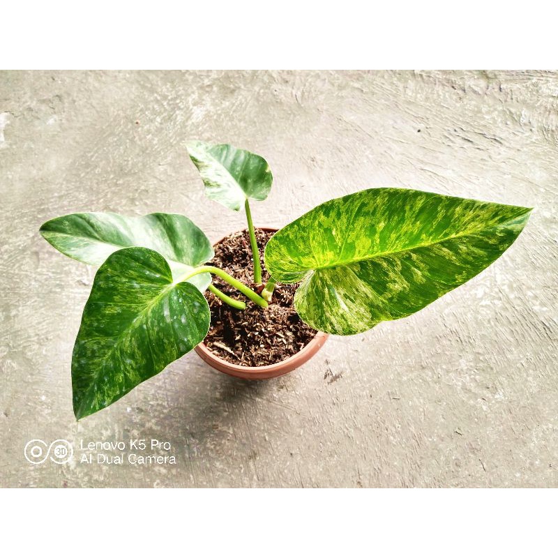 Philodendron Giganteum Marble Variegata