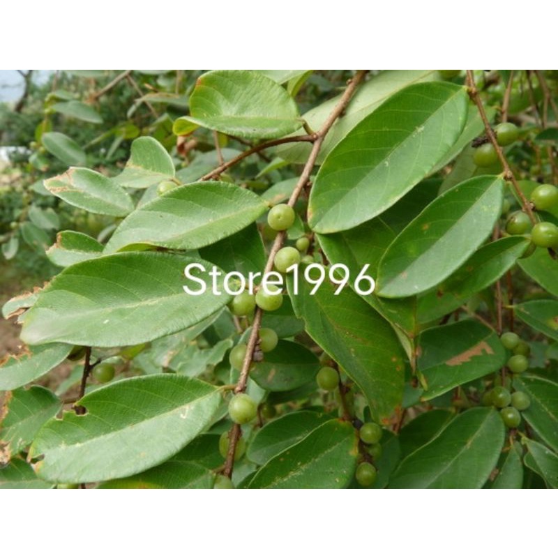 

Daun kanyere kinyere segar 300 gram petik langsung