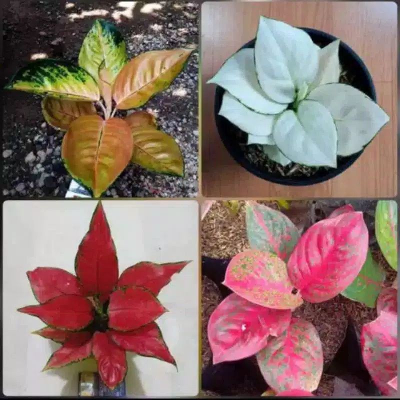 paket 4 bonggol aglonema