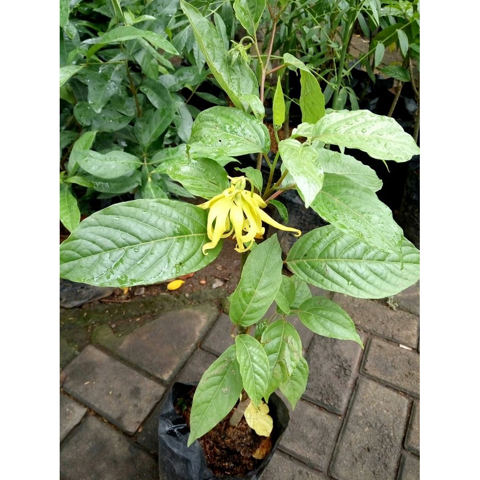 Tanaman hias bunga kenanga- Tanaman hidup - Murah