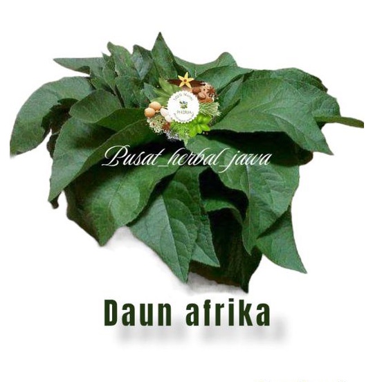 daun afrika daun sambung nyawa segar 50 lembar klorofil