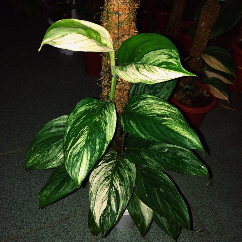 Tanaman Scindapsus lebih dari 15 daun Besar Varigata Rawatan seperti di poto scindapsus longistipita