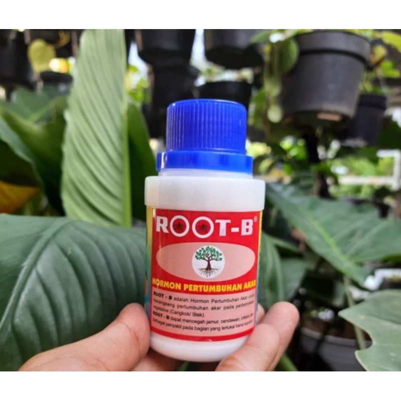 ROOT-B Hormon Pertumbuhan Akar 100Gr