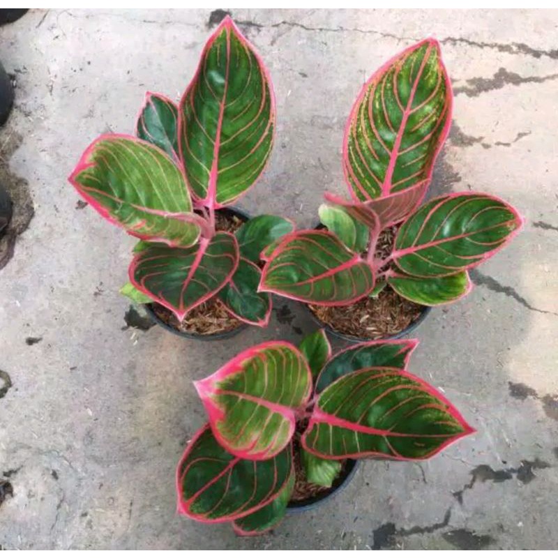 Bibit Bonggolan Aglonema Kanza