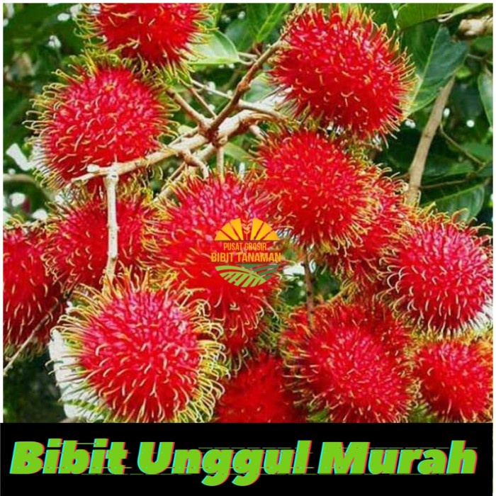 bibit rambutan binjai okulasi