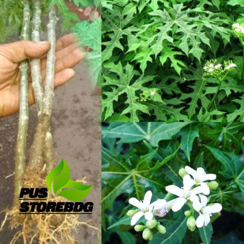 

Daun Gedi atau Pepaya Jepang 500 Gram