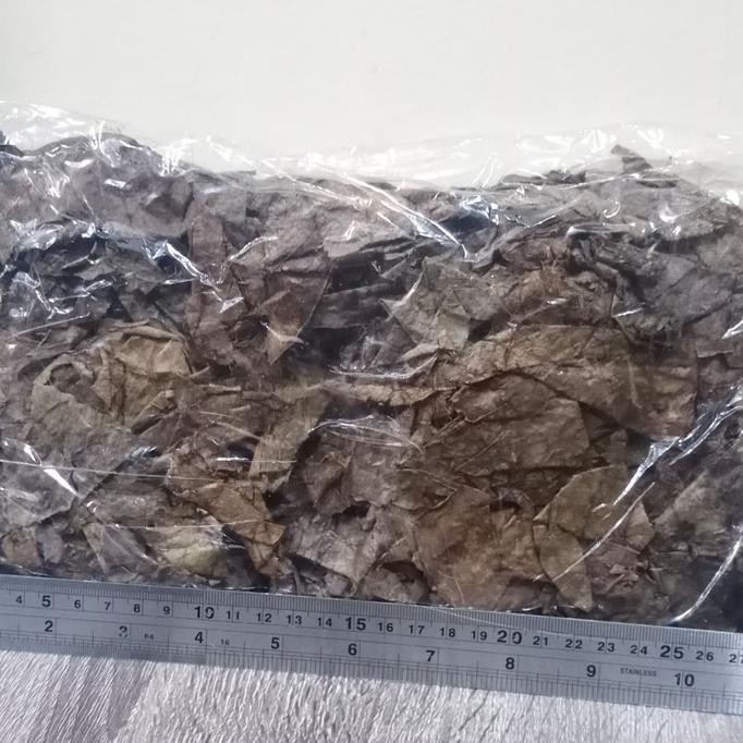 

TERBARU 100 GRAM DAUN KETAPANG LAUT / DAUN KETAPANG LAUT ORIGINAL