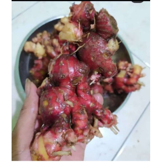 

Jahe Merah | jahe Organik | STMJ | jahe | minuman jahe | bubuk jahe