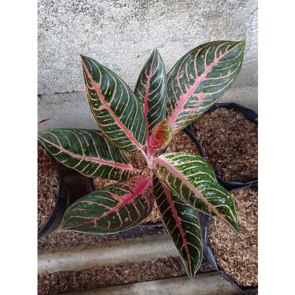 Aglonema red Sumatra/aglonema pride of Sumatra dewasa