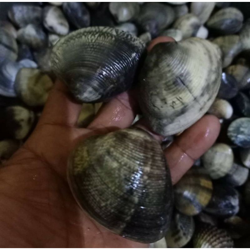 

Kerang Manis