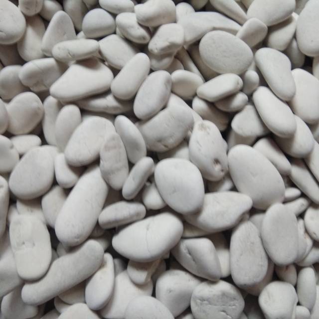 Batu Kupang Putih / Jual Koral Kupang Putih Jual Di Jakarta Bogor Depok