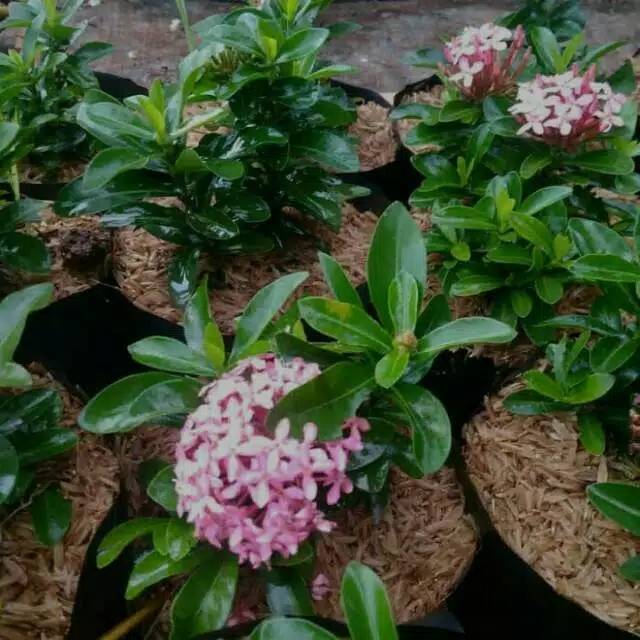 Tanaman Asoka Jambon Tanaman Asoka Pink Tanaman Asoka Mini