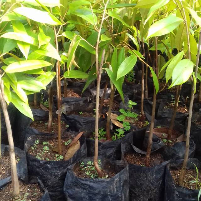 BIBIT DURIAN MONTONG DURIAN MONTONG MONTONG DURIAN MONTONG DURIAN DAGING MANIS DURIAN UNGGUL DUREN