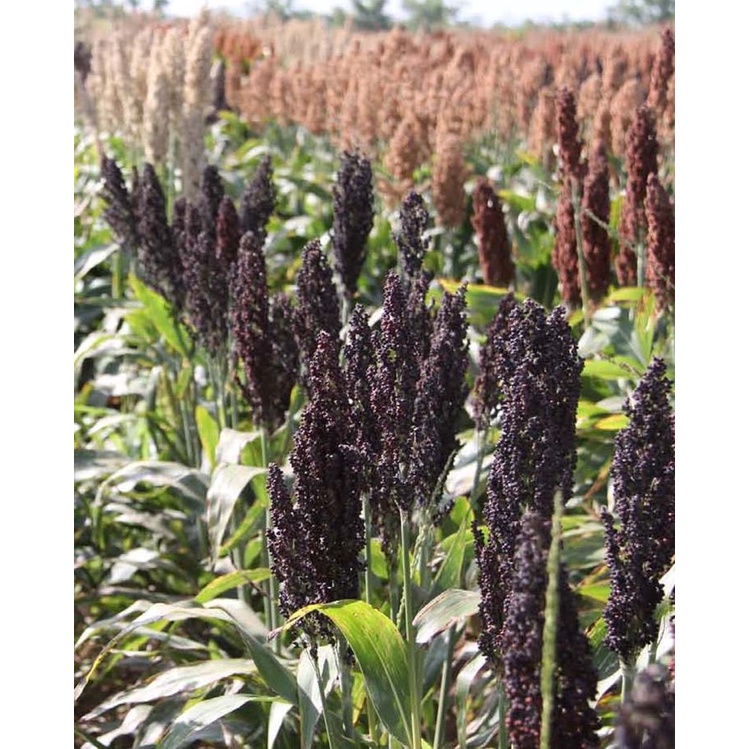 Victory Seed Bibit Benih Jagung Sorgum Cantel Hitam (Isi 50 Biji)