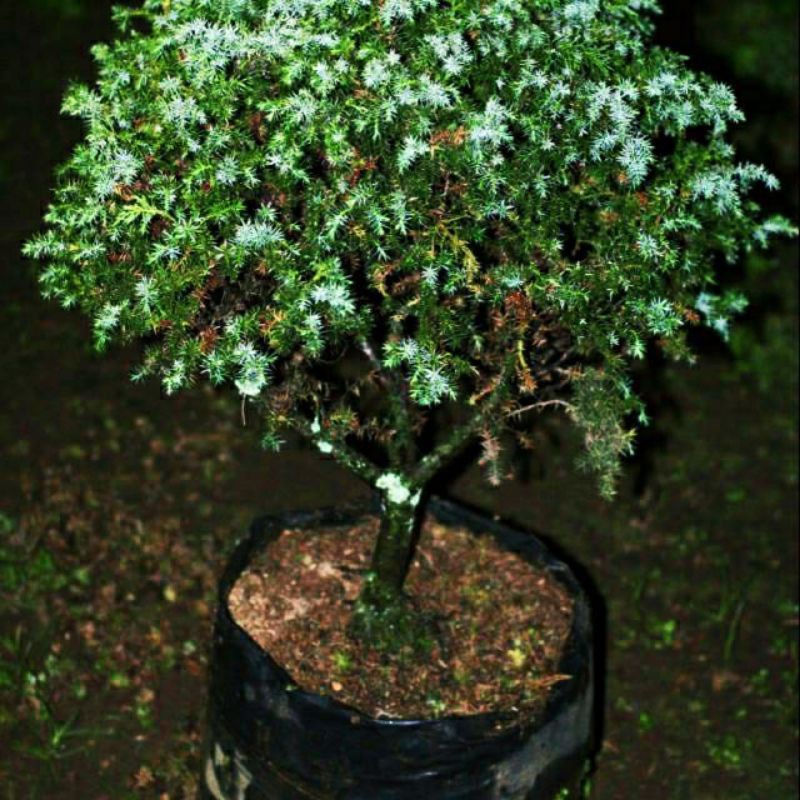 TANAMAN CEMARA DURI BAHAN BONSAI |COD| SUPER KUALITAS TERBAIK| PROMO TANAMAN CEMARA HIDUP