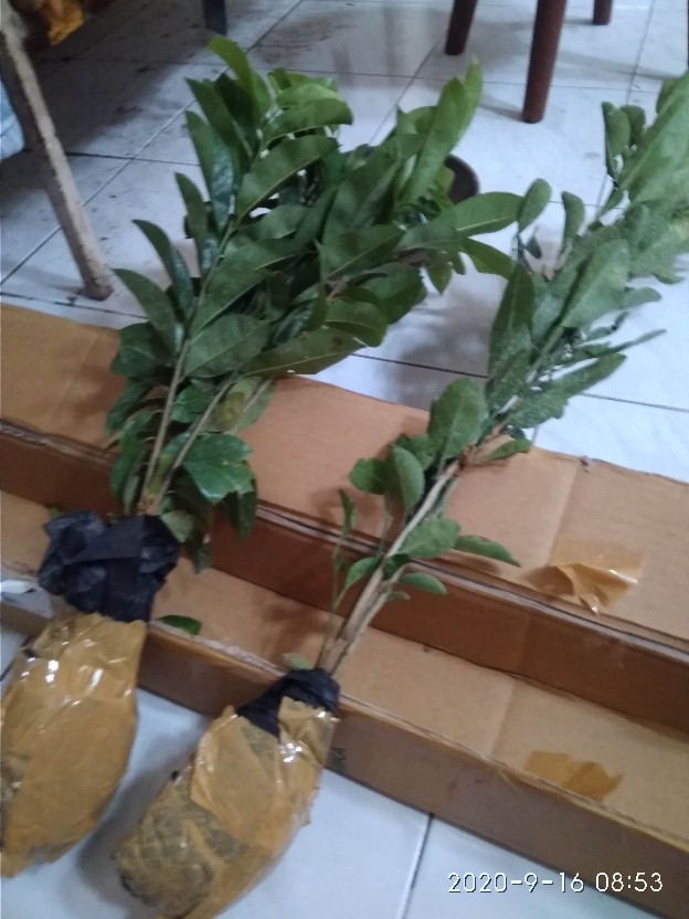 Bibit Tanaman Jeruk Nipis Seedling