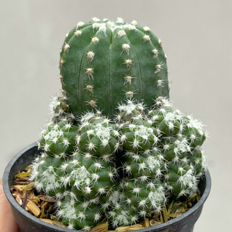 Kaktus Echinopsis Inermis