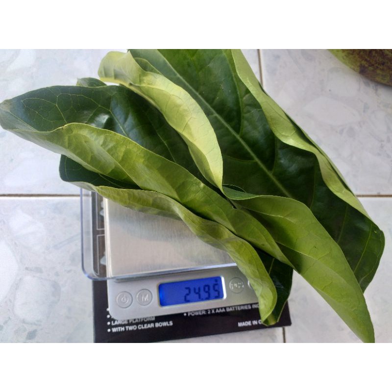 

Daun Mengkudu Segar 500 gram Best Seller