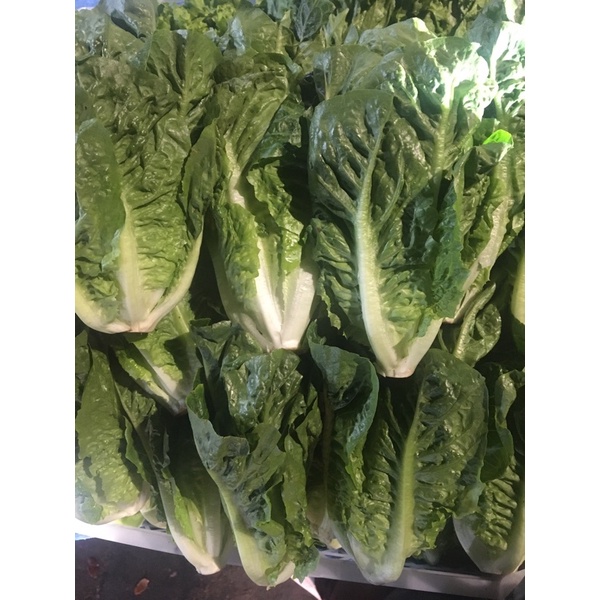 

Selada Romen 250 Gram