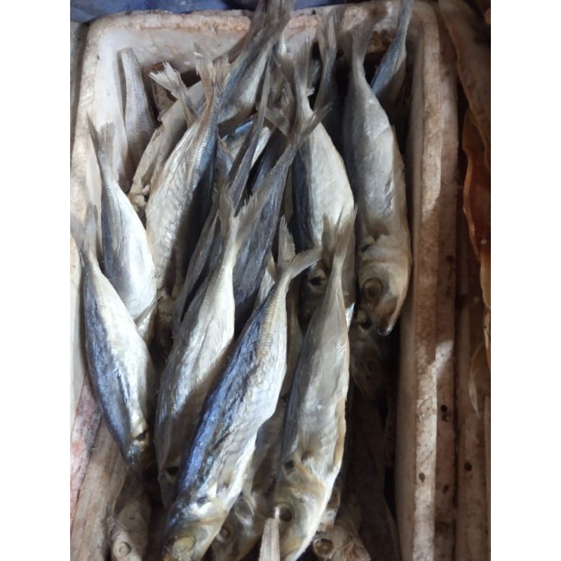 Jual Ikan Asin Peda Gesek Peda Gr Shopee Indonesia