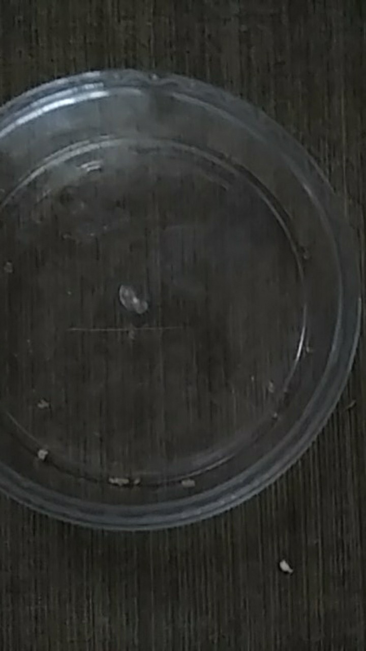 Toples Biggy Ct150 250g