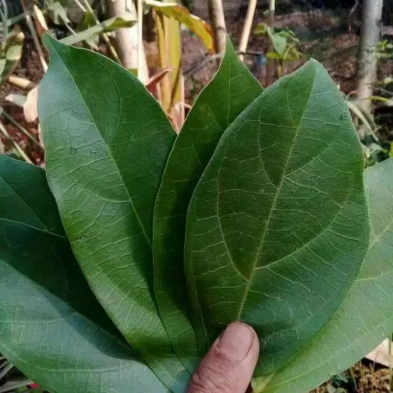 Daun cincau hijau perdu segar 1 kg