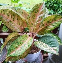 Tanaman Hias Aglonema Big Roy / Lulaiwan Dewasa JUMBO Rumpun 3 ori