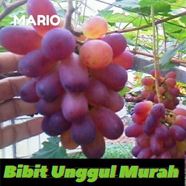 Bibit anggur import mario Grafting Siap Berbuah