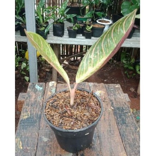 Tanaman Hias Aglonema Red Sumatera - Red Sumatera Anakan - Red Sumatera