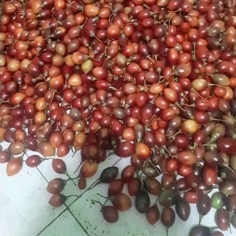 

TERONG BELANDA SEGAR (5kg)