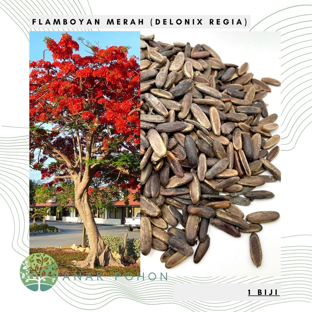 Benih Bibit Biji - Pohon Bunga Flamboyan Merah Delonix regia Flamboyant Flower Tree Seeds