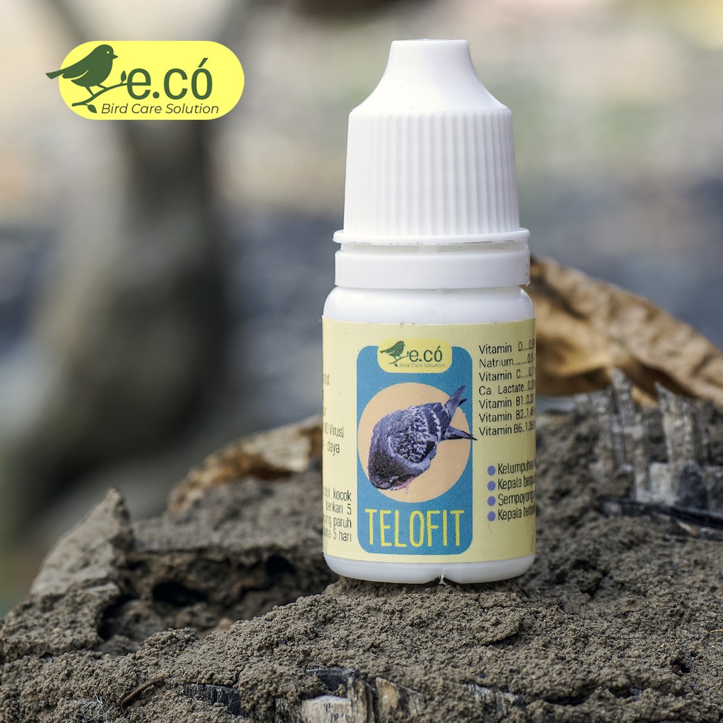 TELOFIT Burung Merpati Tetelo