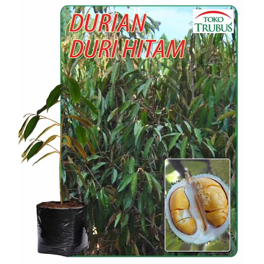 Durian Duri Hitam