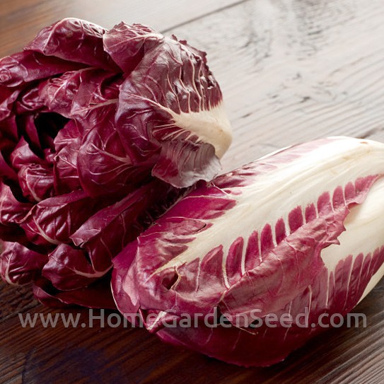 Benih Radicchio Rouge de Verona - Home Garden Seed