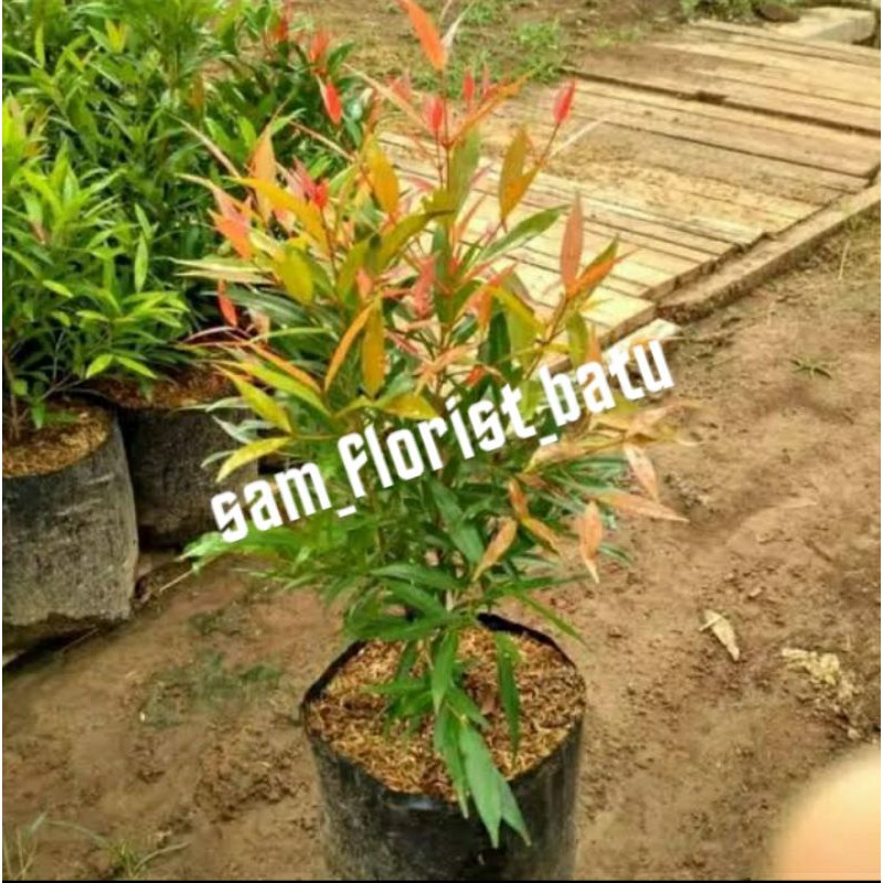 Bibit Pucuk Merah - Bunga Pucuk Merah