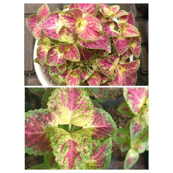 tanaman miana jantung hati