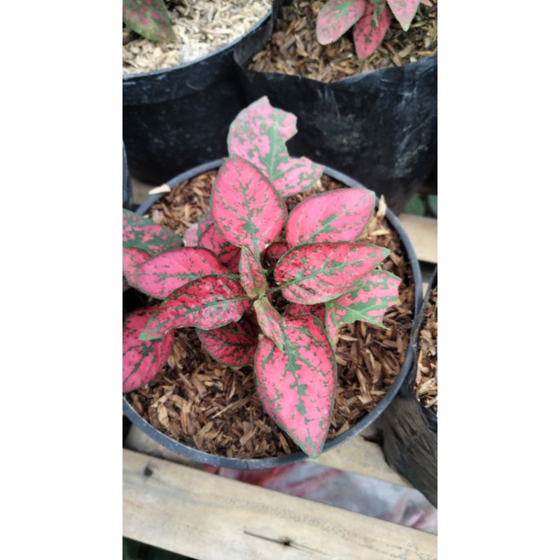 tanaman hias hypoestes merah