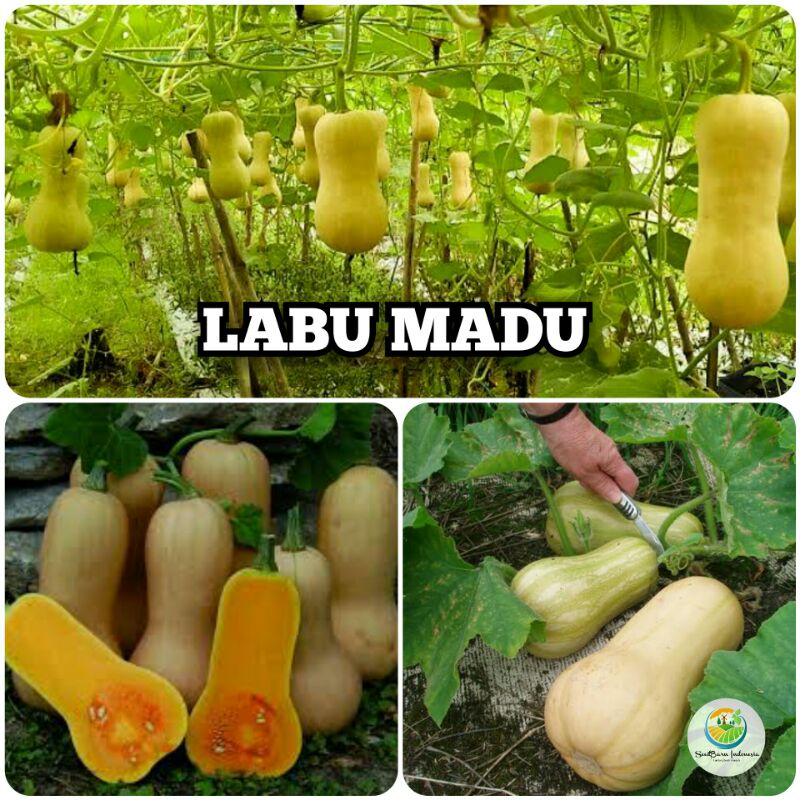 SEEDBARN.ID - [ Isi 5 Butir ] Benih Bibit Biji Labu Unik Labu Manis Labu Madu - Butternut Squash