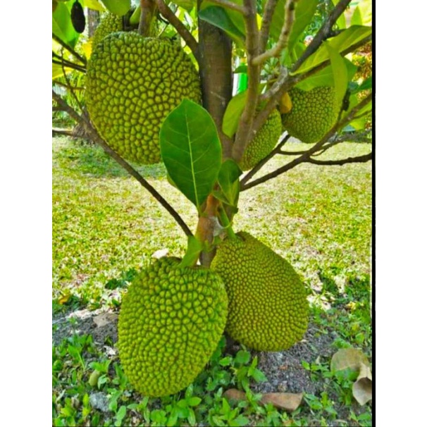 Bibit Nangka Madu Cepat berbuah