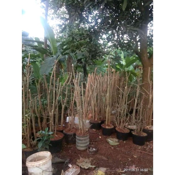 DONGKELAN SERUT TAMAN 1 METER