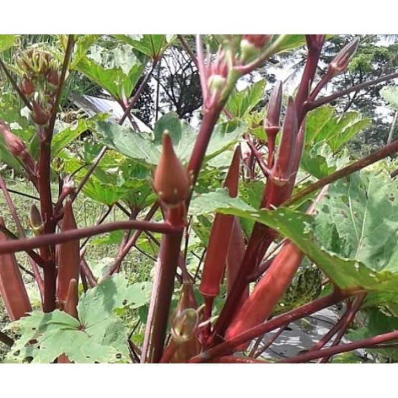 Benih okra merah