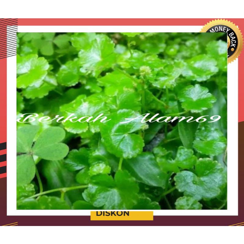 

Promo Daun Antanan segar/ Antanan Kecil/Antanan Beurit 300gr