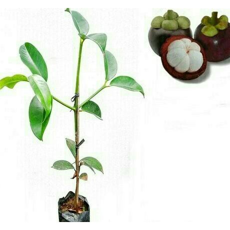 Grosir Bibit Buah Manggis Wanayasa