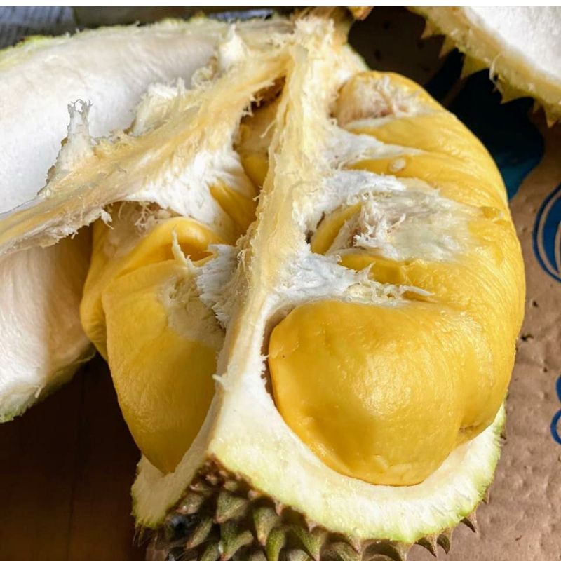 Bibit durian montong kaki 3 super