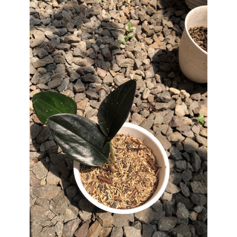 Scindapsus Treubii Dark Form