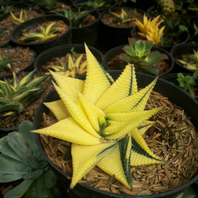 Haworthia limifolia variegata